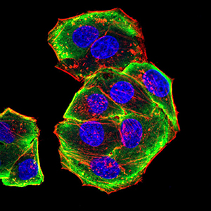 AURKA / Aurora-A Antibody - Immunofluorescence analysis of Hela cells using AURKA mouse mAb (green). Blue: DRAQ5 fluorescent DNA dye. Red: Actin filaments have been labeled with Alexa Fluor- 555 phalloidin. Secondary antibody from Fisher