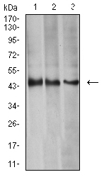 AURKA / Aurora-A Antibody - Western blot analysis using AURKA mouse mAb against HEK293 (1), MCF-7 (2), and Hela (3) cell lysate.