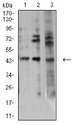 AURKA / Aurora-A Antibody - Western blot analysis using AURKA mouse mAb against HEK293 (1), PC-12 (2), and HT-29 (3) cell lysate.