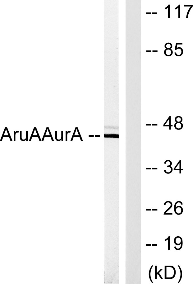 AURKA / Aurora-A Antibody - Western blot analysis of lysates from COS7 cells, using AurA Antibody. The lane on the right is blocked with the synthesized peptide.