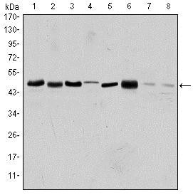 AURKA / Aurora-A Antibody - Western Blot: Aurora A Antibody (1F8) - Western blot analysis using Aurora A mouse mAb against HEK293 (1), Sw620 (2), MCF-7 (3), Jurkat (4), HeLa (5), HepG2 (6), Cos7 (7) and PC-12 (8) cell lysate.