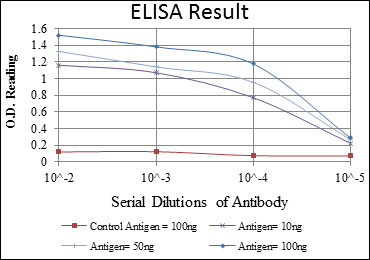 AURKA / Aurora-A Antibody - Red: Control Antigen (100ng); Purple: Antigen (10ng); Green: Antigen (50ng); Blue: Antigen (100ng);