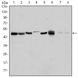 AURKA / Aurora-A Antibody - Western blot using AURKA mouse monoclonal antibody against HEK293 (1), Sw620 (2), MCF-7 (3), Jurkat (4), HeLa (5), HepG2 (6), Cos7 (7) and PC-12 (8) cell lysate.