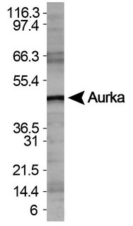 AURKA / Aurora-A Antibody - Western Blot: Aurora A Antibody - WB detection of Aurora A in HeLa whole cell lysate.
