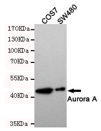 AURKA / Aurora-A Antibody - Western blot detection of Aurora Kinase A in SW480 and COS7 cell lysates and using Aurora Kinase A mouse monoclonal antibody (1:500 dilution). Predicted band size: 46KDa. Observed band size:46KDa.