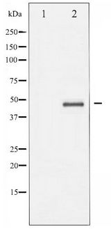 AURKA / Aurora-A Antibody - Western blot of Aurora Kinase expression in serum treated 293 whole cell lysates,The lane on the left is treated with the antigen-specific peptide.