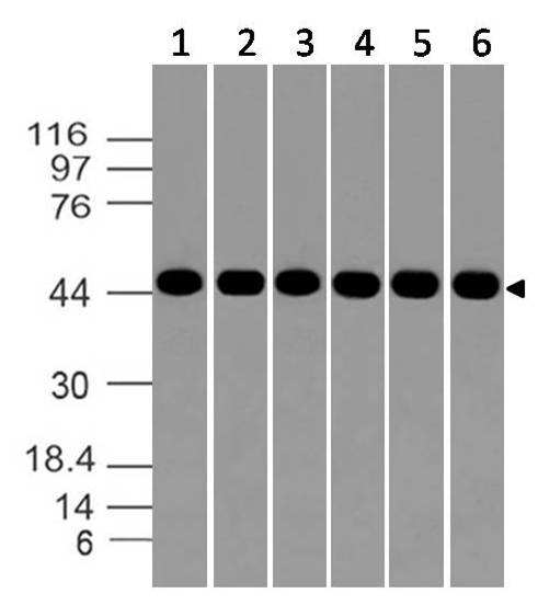 AURKA / Aurora-A Antibody - Fig-1: Western blot analysis of Aurora kinase-A. Anti-Aurora kinase-A antibody was used at 1 µg/ml on (1) MCF-7,(2) SKBR3,(3) Hela,(4) 293, (5) Jurkat and (6) HepG2 lysates.