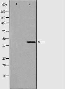 AURKA / Aurora-A Antibody - Western blot analysis of AurA expression in COS7 cells. The lane on the left is treated with the antigen-specific peptide.