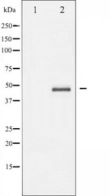 AURKA / Aurora-A Antibody - Western blot analysis of Aurora Kinase expression in serum treated 293 whole cells lysates. The lane on the left is treated with the antigen-specific peptide.