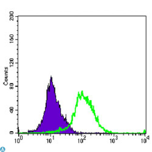 AURKA / Aurora-A Antibody - Immunofluorescence (IF) analysis of HeLa cells using ARK-1 Monoclonal Antibody (green). Blue: DRAQ5 fluorescent DNA dye.