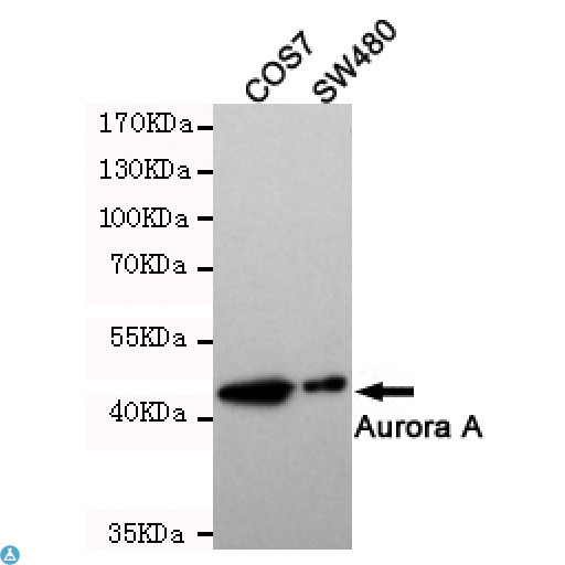 AURKA / Aurora-A Antibody - Western blot detection of Aurora Kinase A in SW480 and COS7 cell lysates and using Aurora Kinase A mouse mAb (1:500 diluted). Predicted band size: 46KDa. Observed band size: 46KDa.