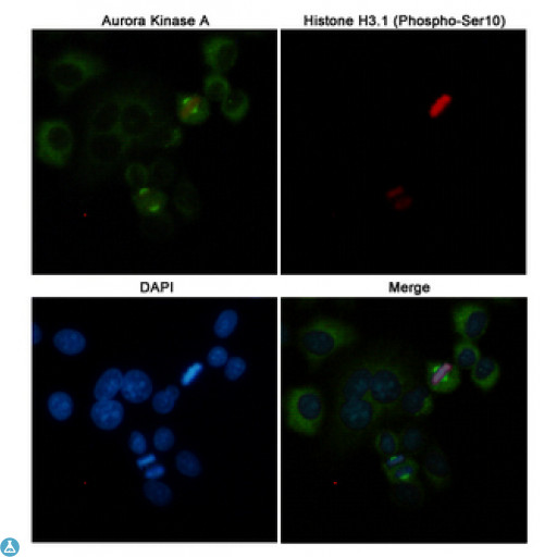 AURKA / Aurora-A Antibody - Immunofluorescent analysis of Hela cells labeled with Aurora Kinase A (dilution 1:50) mouse mAb (green) and Histone H3.1 (Phospho-Ser10) (dilution 1:100) Rabbit pAb (red). DAPI was used to stain nucleus (blue).