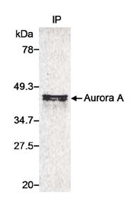 AURKA / Aurora-A Antibody - Immunoprecipitation of human Aurora A from 35S-Met-labeled whole cell lysate of cells transfected with a human Aurora A expression construct.