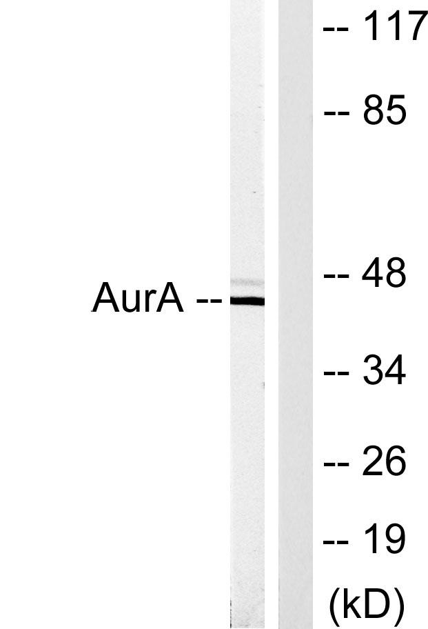 AURKA / Aurora-A Antibody - Western blot analysis of extracts from COS7 cells, using AurA (Ab-342) antibody.