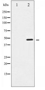 AURKA / Aurora-A Antibody - Western blot of Aurora Kinase phosphorylation expression in serum treated 293 whole cell lysates,The lane on the left is treated with the antigen-specific peptide.