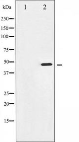 AURKA / Aurora-A Antibody - Western blot analysis of Aurora Kinase phosphorylation expression in serum treated 293 whole cells lysates. The lane on the left is treated with the antigen-specific peptide.