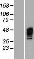 AURKA / Aurora-A Protein - Western validation with an anti-DDK antibody * L: Control HEK293 lysate R: Over-expression lysate