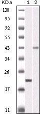 AURKB / Aurora-B Antibody - Aurora B Antibody in Western Blot (WB)