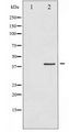 AURKB / Aurora-B Antibody - Western blot of AurB expression in Nocodazole treated COS7 whole cell lysates,The lane on the left is treated with the antigen-specific peptide.