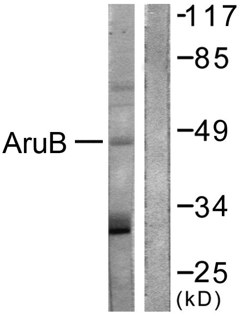 AURKB / Aurora-B Antibody - Western blot analysis of extracts from Raw264.7 cells, treated with Hu (2nM, 24hours), using AurB (Ab-12) antibody.
