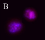 AURKB / Aurora-B Antibody - Untreated Hela cells (Panel A), or overnight nocodazole-treated Hela cells (Panel B) stained with purified rabbit polyclonal antibody against Aurora B Phospho (Thr232), followed by Cy3 conjugated Donkey anti-rabbit IgG and DAPI.