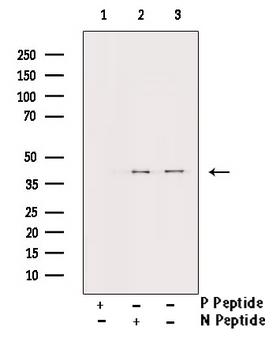 AURKB / Aurora-B Antibody - Western blot analysis of Phospho-AurB (Thr232) antibody expression in Nocodazole treated COS7 cells lysates. The lane on the right is treated with the antigen-specific peptide.