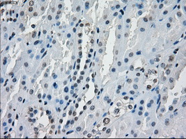 AURKC / Aurora C Antibody - IHC of paraffin-embedded Kidney tissue using anti-AURKC mouse monoclonal antibody. (Dilution 1:50).