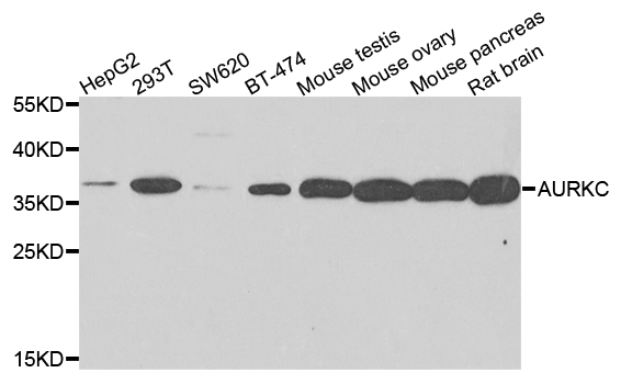 AURKC / Aurora C Antibody - Western blot analysis of extracts of various cells.