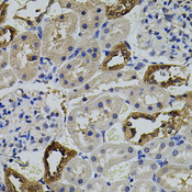 AURKC / Aurora C Antibody - Immunohistochemistry of paraffin-embedded rat kidney tissue.