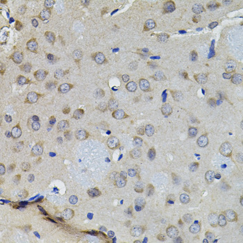 AURKC / Aurora C Antibody - Immunohistochemistry of paraffin-embedded rat brain tissue.