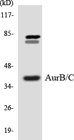 Aurora Kinase B+C Antibody - Western blot analysis of the lysates from COLO205 cells using AurB/C antibody.