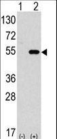 AUTL1 / ATG4C Antibody - Western blot of anti-hAPG4C-I182 antibody in 293 cell line lysates transiently transfected with the ATG4C gene (2 ug/lane). hAPG4C-I182(arrow) was detected using the purified antibody.