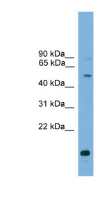 AUTL1 / ATG4C Antibody - ATG4C antibody Western blot of 721_B cell lysate. This image was taken for the unconjugated form of this product. Other forms have not been tested.