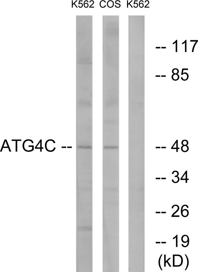 AUTL1 / ATG4C Antibody - Western blot analysis of lysates from K562 and COS7 cells, using ATG4C Antibody. The lane on the right is blocked with the synthesized peptide.