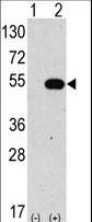 AUTL1 / ATG4C Antibody - Western blot of anti-hAPG4C-Y48 antibody in 293 cell line lysates transiently transfected with the ATG4C gene (2 ug/lane). hAPG4C-Y48(arrow) was detected using the purified antibody.