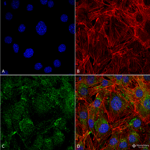 AUTL1 / ATG4C Antibody - Immunocytochemistry/Immunofluorescence analysis using Rabbit Anti-ATG4C Polyclonal Antibody. Tissue: Myoblast cell line (C2C12). Species: Mouse. Fixation: 4% Formaldehyde for 15 min at RT. Primary Antibody: Rabbit Anti-ATG4C Polyclonal Antibody  at 1:100 for 60 min at RT. Secondary Antibody: Goat Anti-Rabbit ATTO 488 at 1:100 for 60 min at RT. Counterstain: Phalloidin Texas Red F-Actin stain; DAPI (blue) nuclear stain at 1:1000, 1:5000 for 60min RT, 5min RT. Localization: Cytoplasm. Magnification: 60X. (A) DAPI (blue) nuclear stain (B) Phalloidin Texas Red F-Actin stain (C) ATG4C Antibody (D) Composite.