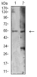 AUTL1 / ATG4C Antibody - Western blot analysis using ATG4C mouse mAb against HEK293 (1) and MOLT4 (2) cell lysate.