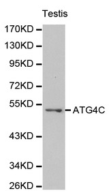 AUTL1 / ATG4C Antibody - Western blot of testis cell lysate, using ATG4C antibody.