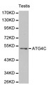 AUTL1 / ATG4C Antibody - Western blot of testis cell lysate, using ATG4C antibody.