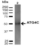 AUTL1 / ATG4C Antibody - Detection of Atg4C in 20ug of 293T cell lysate.