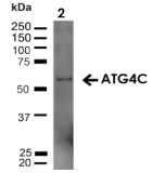 AUTL1 / ATG4C Antibody - Detection of Atg4C in 20ug rat liver lysate.