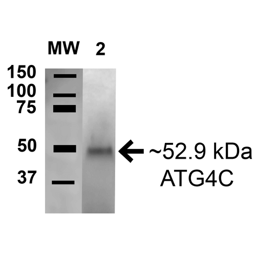 AUTL1 / ATG4C Antibody - Western blot analysis of Human Embryonic kidney epithelial cell line (HEK293T) lysate showing detection of 53 kDa ATG4C protein using Rabbit Anti-ATG4C Polyclonal Antibody. Lane 1: Molecular Weight Ladder (MW). Lane 2: Human HEK293T cell lysates. Load: 15 µg. Block: 2% GE Ashermsham in 1X TBST. Primary Antibody: Rabbit Anti-ATG4C Polyclonal Antibody  at 1:1000 for 16 hours at 4°C. Secondary Antibody: Goat Anti-Rabbit HRP at 1:2000 for 60 min at RT. Color Development: ECL solution for 6 minutes in RT. Predicted/Observed Size: 53 kDa.