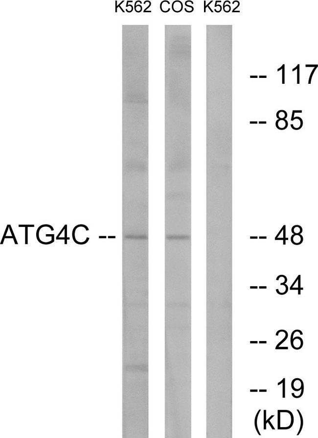 AUTL1 / ATG4C Antibody - Western blot analysis of extracts from K562 cells and COS7 cells, using ATG4C antibody.