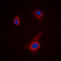 AUTL1 / ATG4C Antibody - Immunofluorescent analysis of ATG4C staining in K562 cells. Formalin-fixed cells were permeabilized with 0.1% Triton X-100 in TBS for 5-10 minutes and blocked with 3% BSA-PBS for 30 minutes at room temperature. Cells were probed with the primary antibody in 3% BSA-PBS and incubated overnight at 4 C in a humidified chamber. Cells were washed with PBST and incubated with a DyLight 594-conjugated secondary antibody (red) in PBS at room temperature in the dark. DAPI was used to stain the cell nuclei (blue).
