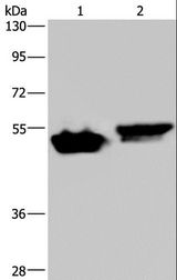 AVEN / PDCD12 Antibody - Western blot analysis of Raji and HeLa cell, using AVEN Polyclonal Antibody at dilution of 1:200.