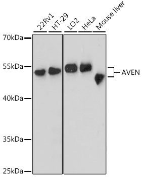 AVEN / PDCD12 Antibody - Western blot analysis of extracts of various cell lines, using AVEN antibody at 1:3000 dilution. The secondary antibody used was an HRP Goat Anti-Rabbit IgG (H+L) at 1:10000 dilution. Lysates were loaded 25ug per lane and 3% nonfat dry milk in TBST was used for blocking. An ECL Kit was used for detection and the exposure time was 30s.