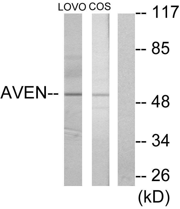AVEN / PDCD12 Antibody - Western blot analysis of extracts from LOVO cells and COS-7 cells, using AVEN antibody.