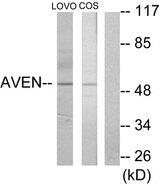 AVEN / PDCD12 Antibody - Western blot analysis of extracts from LOVO cells and COS-7 cells, using AVEN antibody.