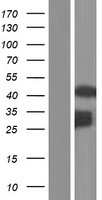 AVEN / PDCD12 Protein - Western validation with an anti-DDK antibody * L: Control HEK293 lysate R: Over-expression lysate