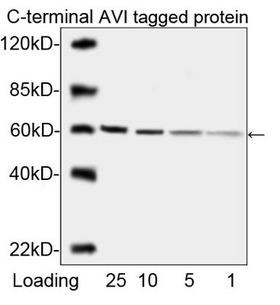 AVI Tag Antibody - Western blot analysis of C-terminal Avi tagged fusion protein using Avi Tag Antibody, mAb, Mouse. The signal was developed with IRDye TM 800 Conjugated affinity Purified Goat Anti-Mouse IgG.